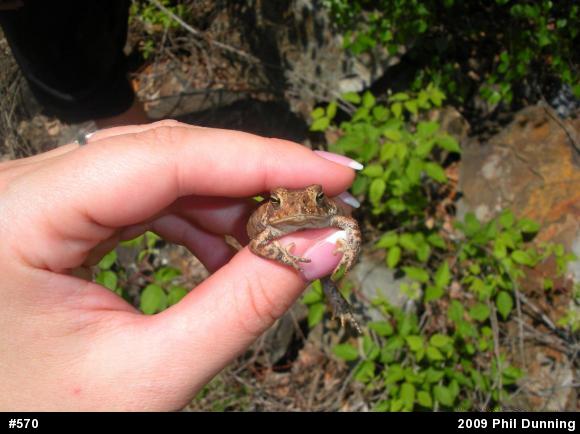 Eastern American Toad