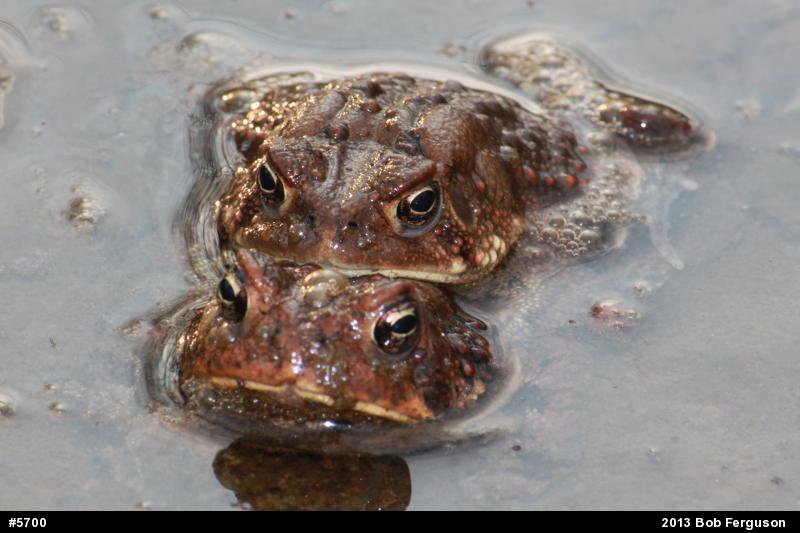 Eastern American Toad