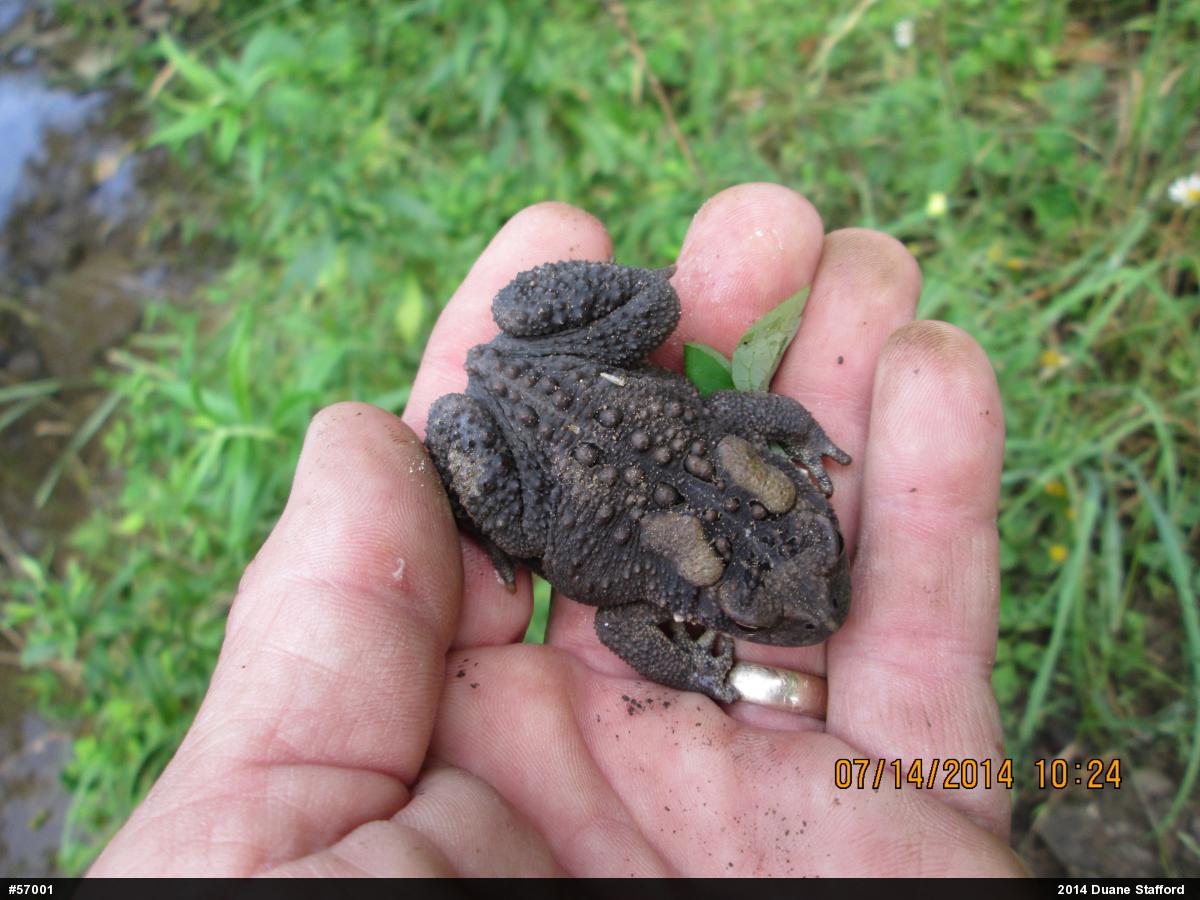 Eastern American Toad