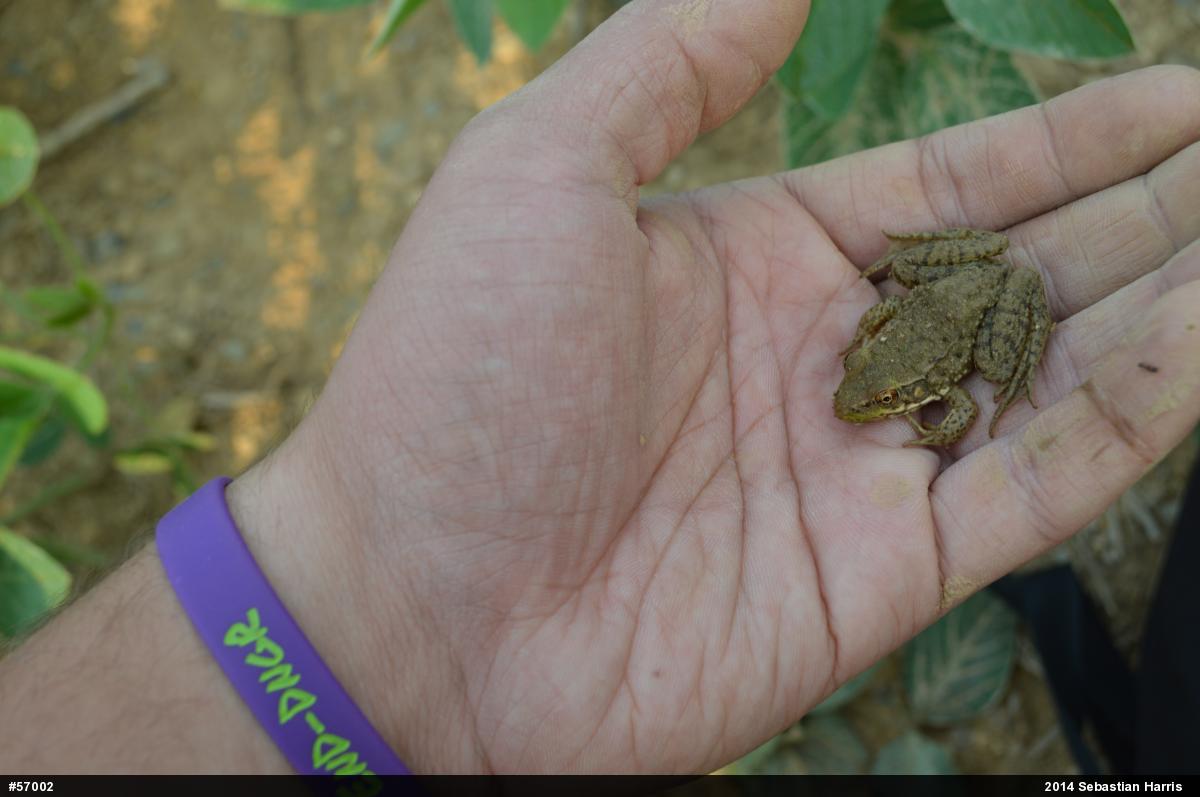 Green Frog
