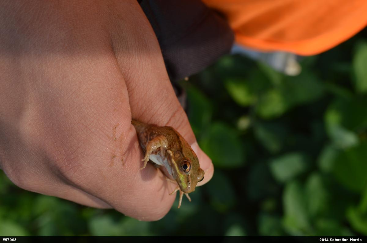 Green Frog