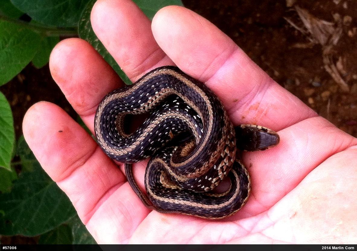 Eastern Gartersnake