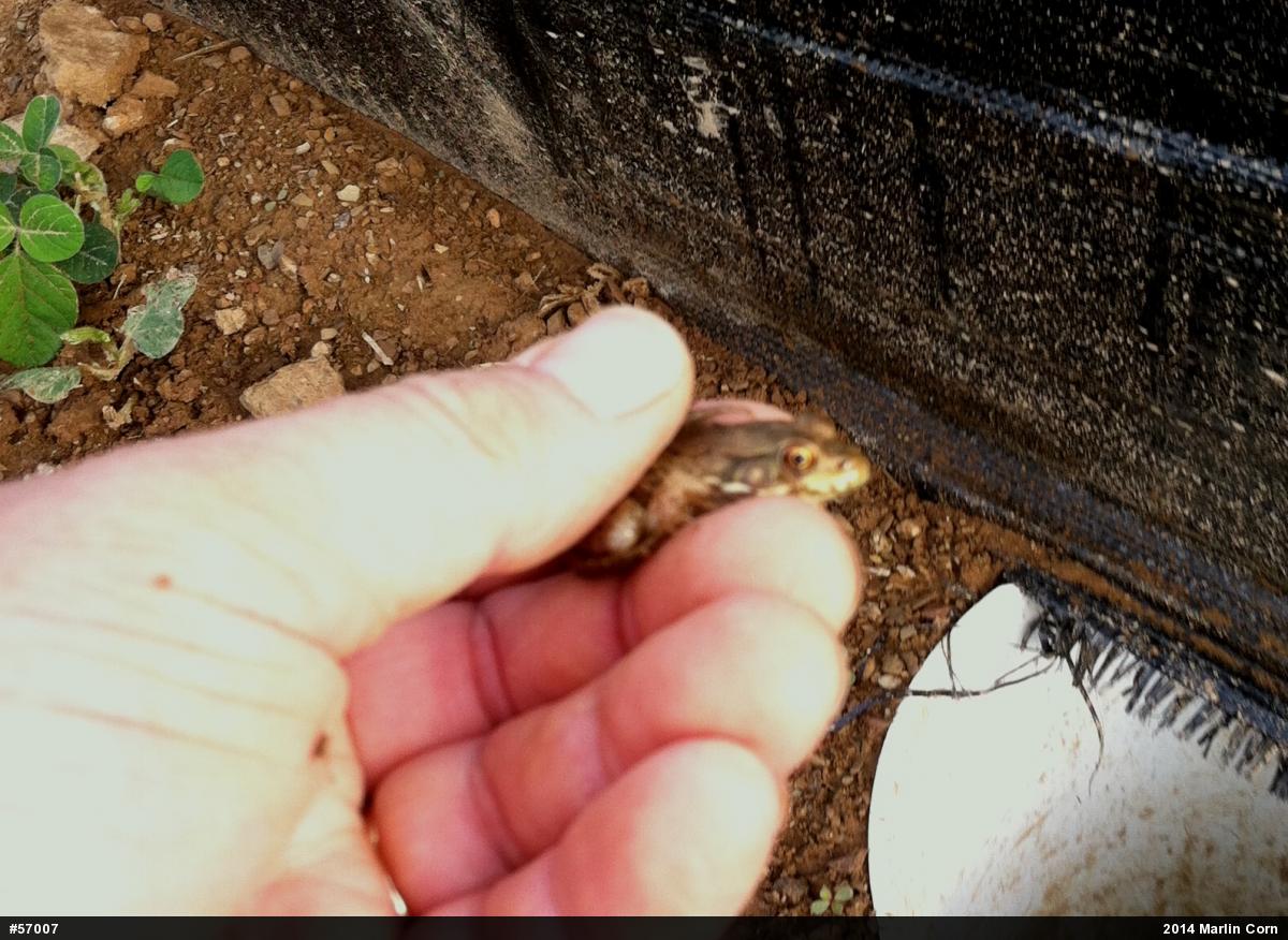 Green Frog