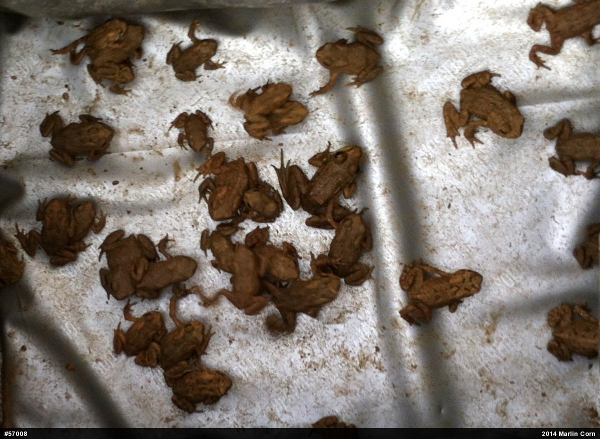Eastern American Toad