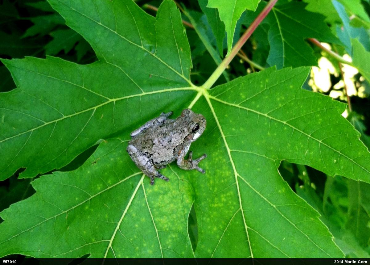 Gray Treefrog