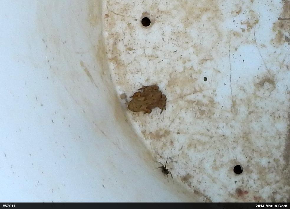 Eastern American Toad