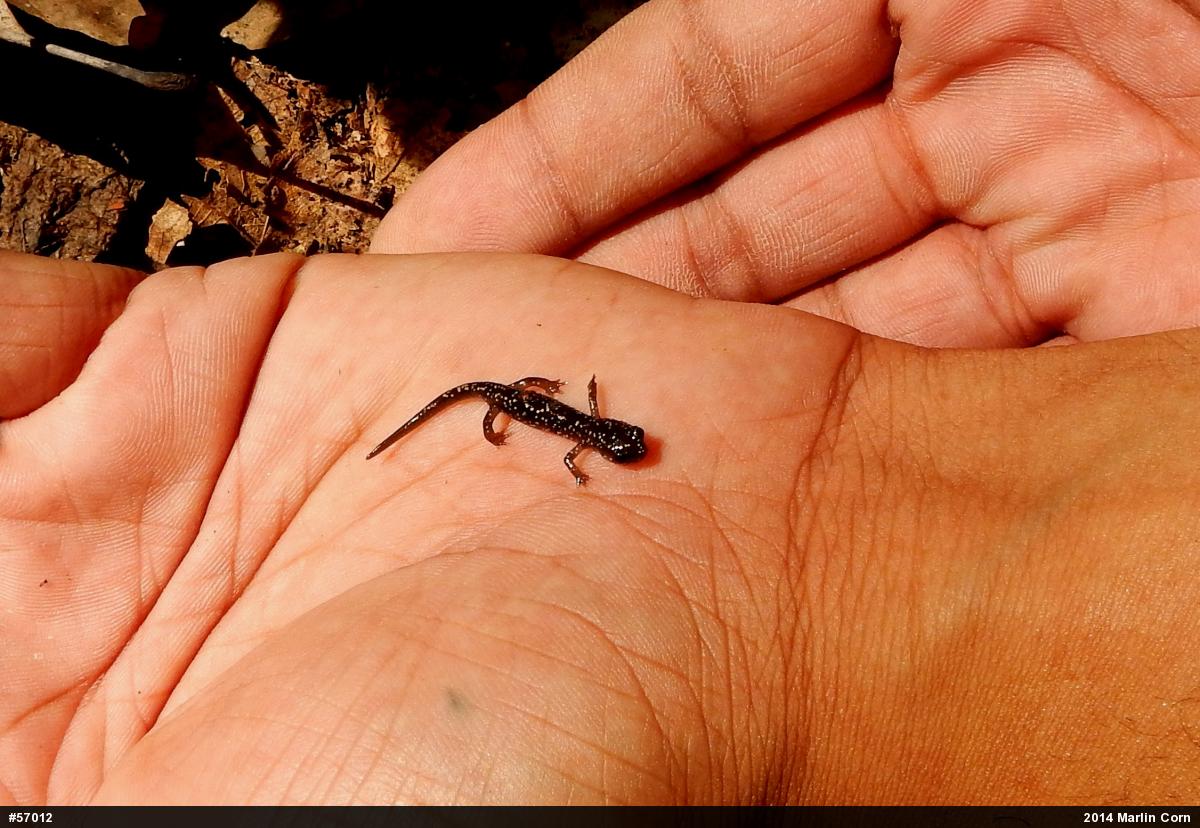 Northern Slimy Salamander