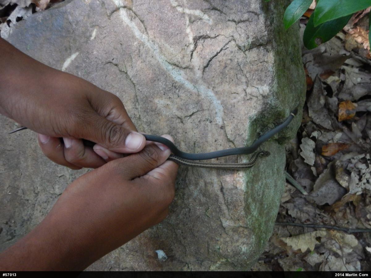 Eastern Gartersnake