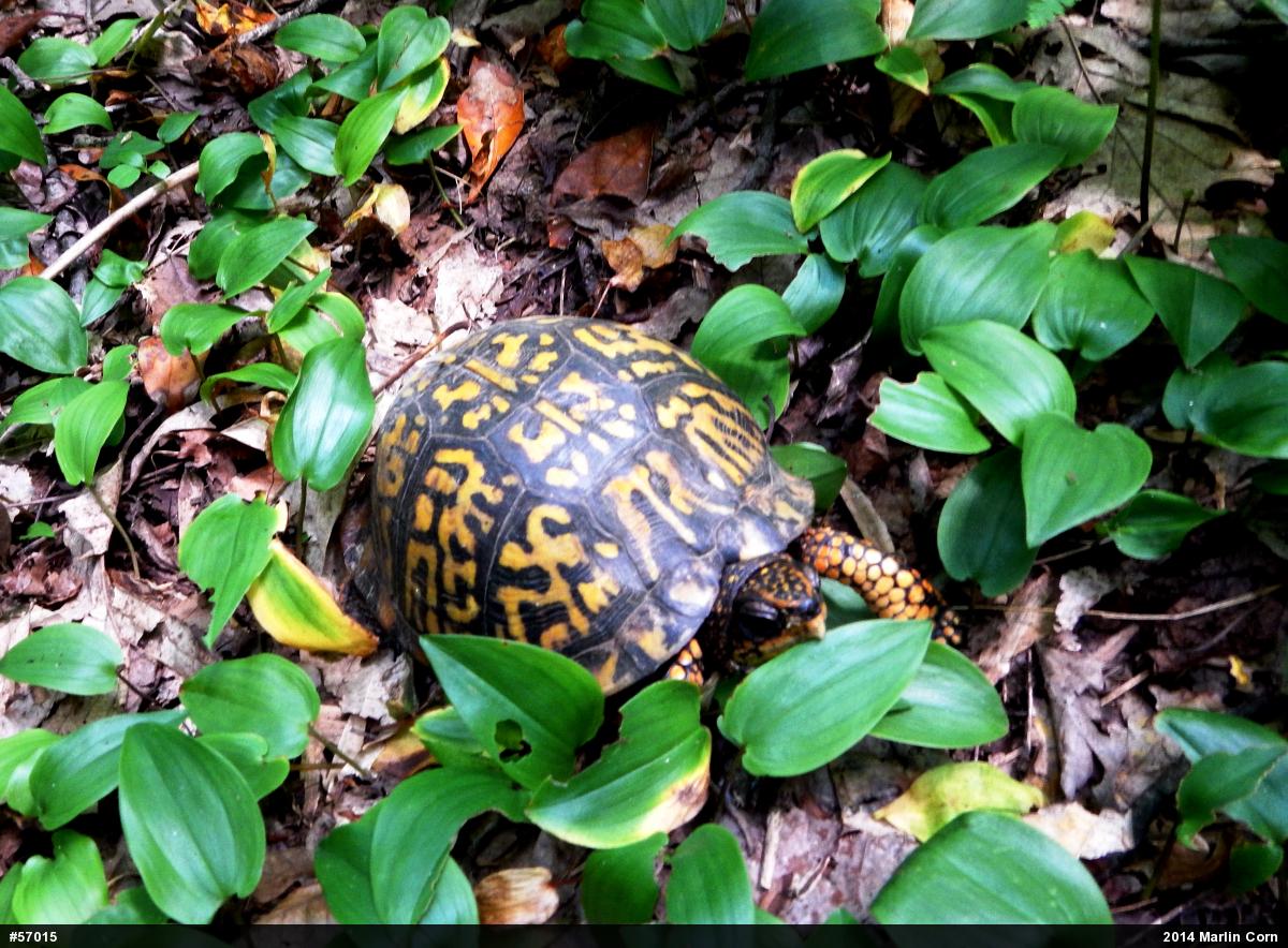 Eastern Box Turtle
