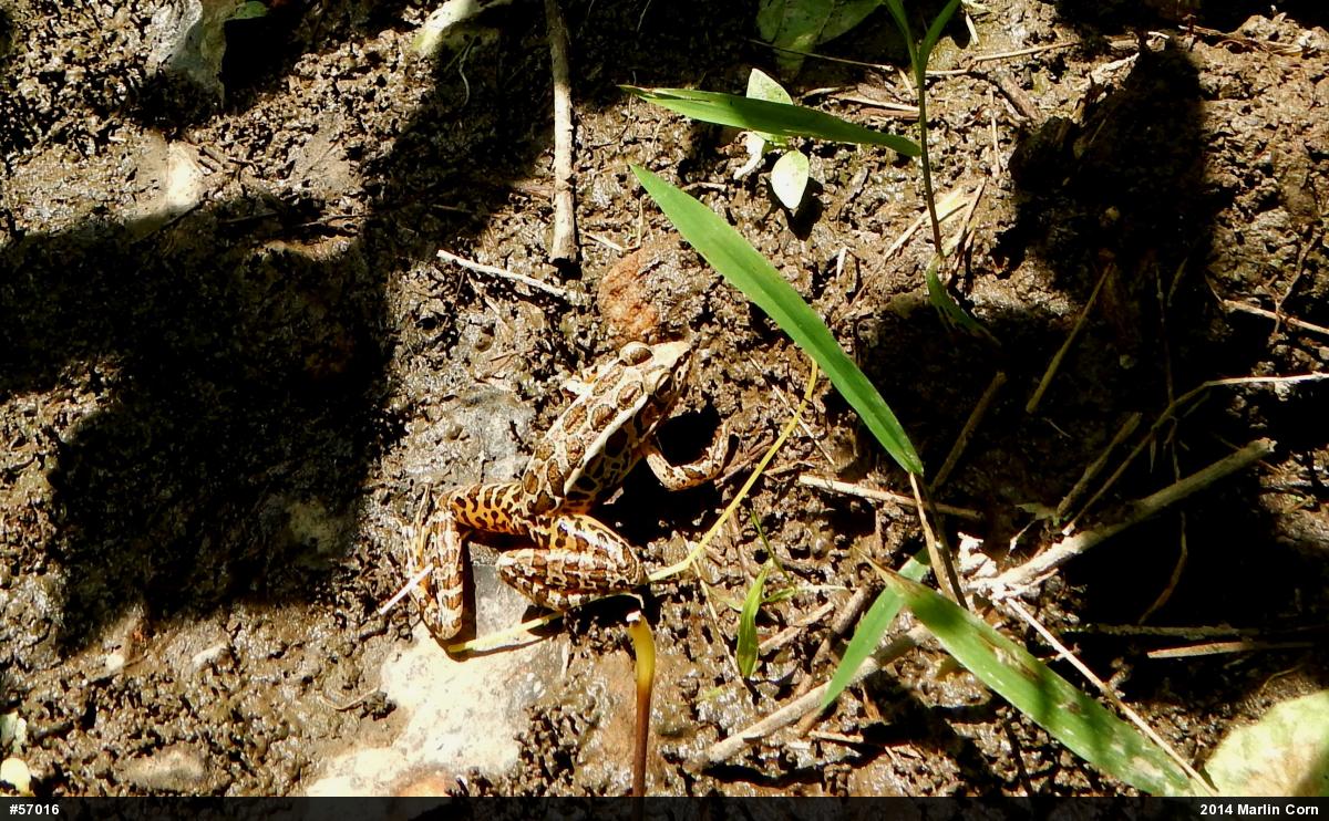 Pickerel Frog