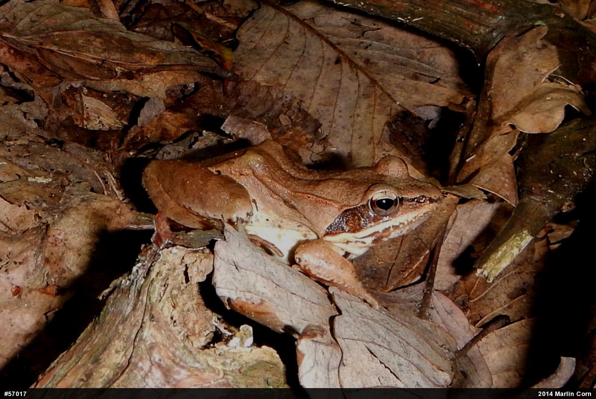 Wood Frog