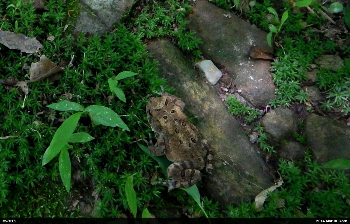 Eastern American Toad