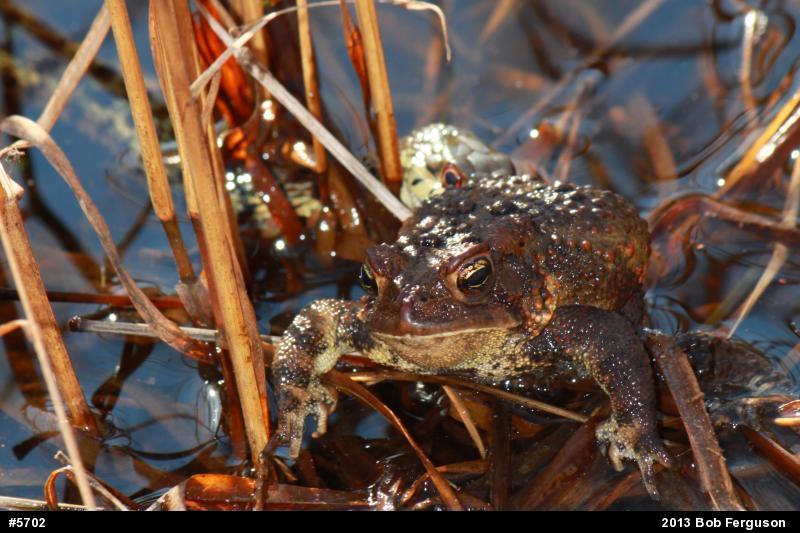 Eastern American Toad