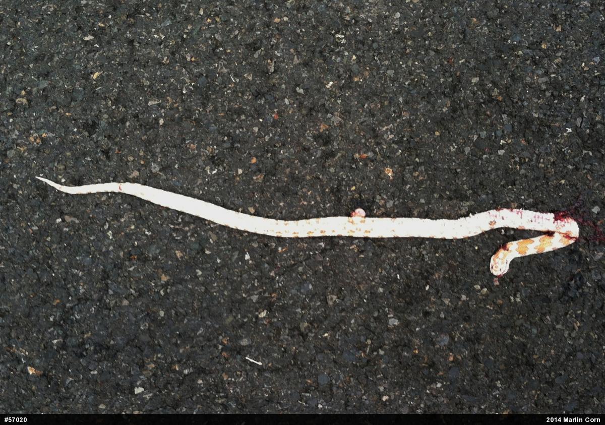 Eastern Milksnake