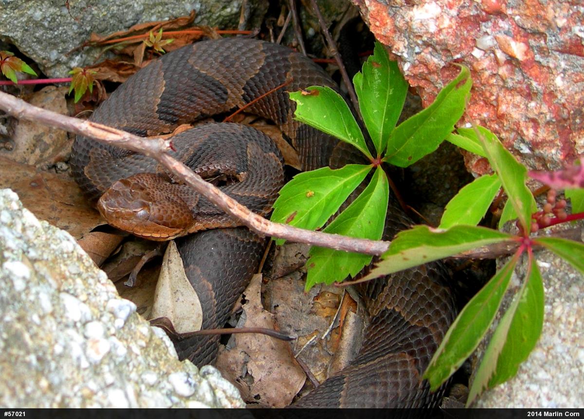 Northern Copperhead