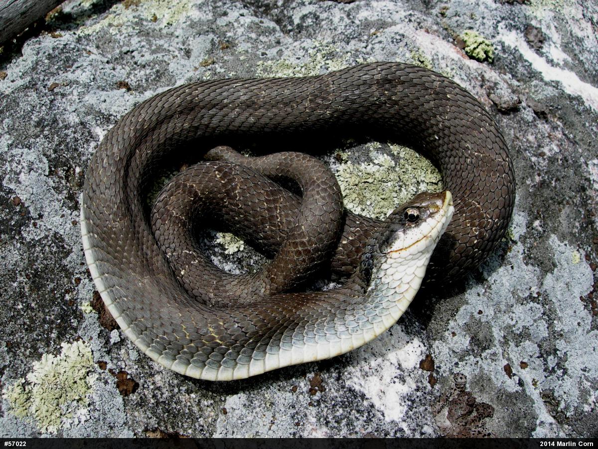 Eastern Hog-nosed Snake