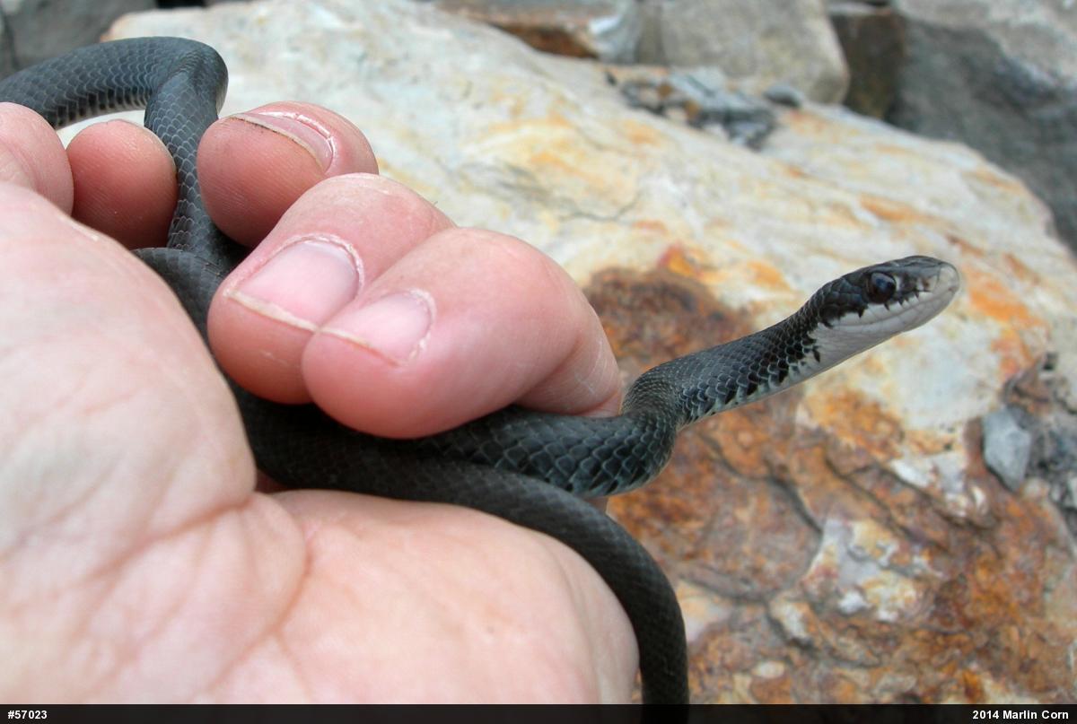Northern Black Racer