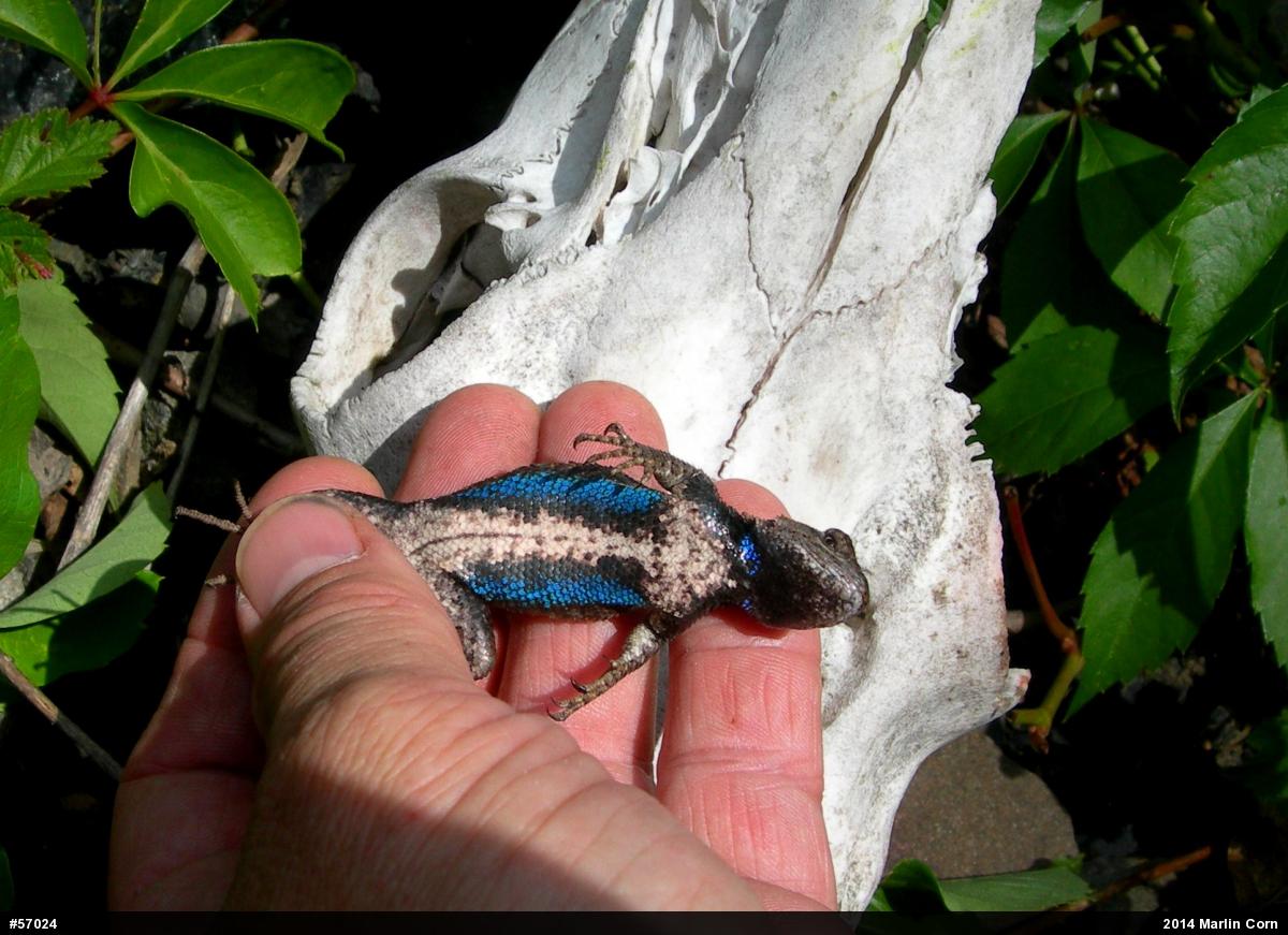 Eastern Fence Lizard