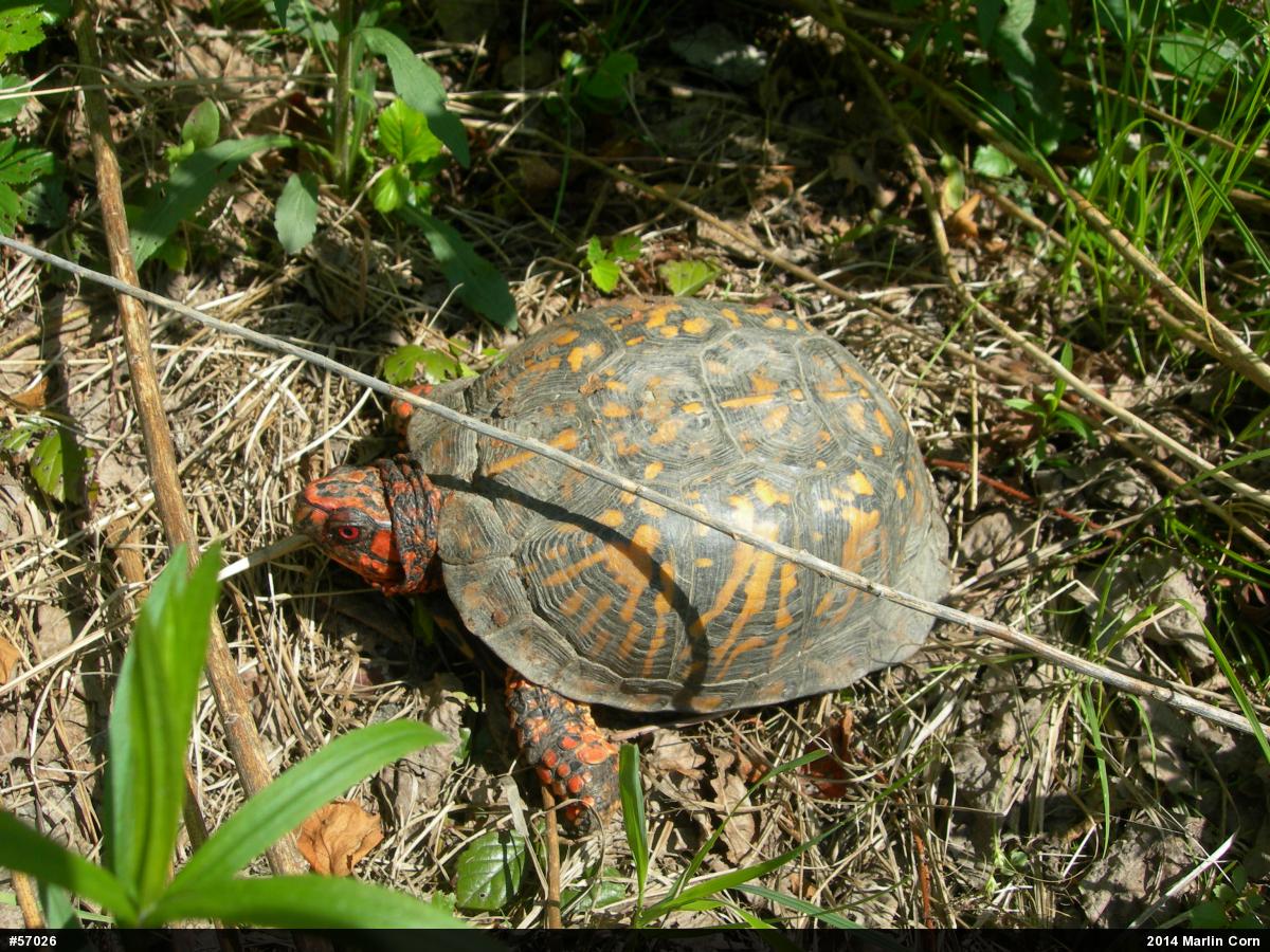 Eastern Box Turtle
