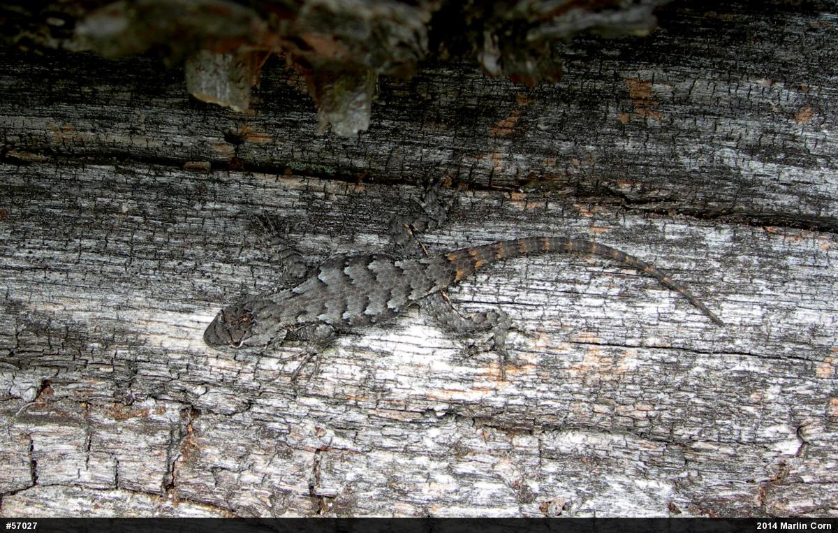 Eastern Fence Lizard