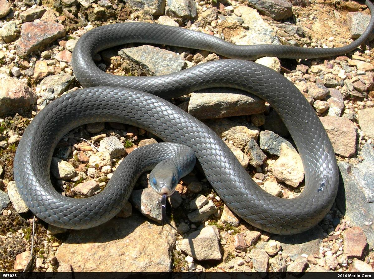 Northern Black Racer