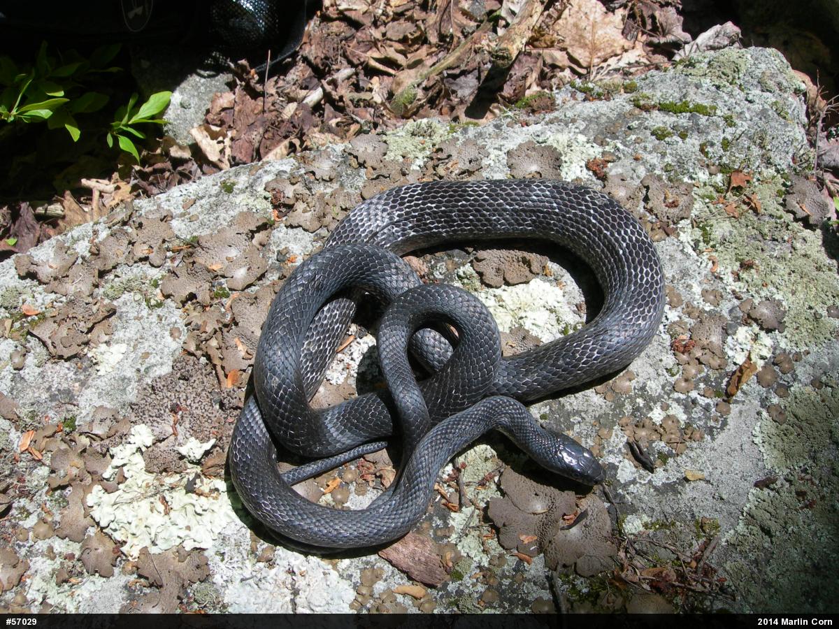 Eastern Ratsnake
