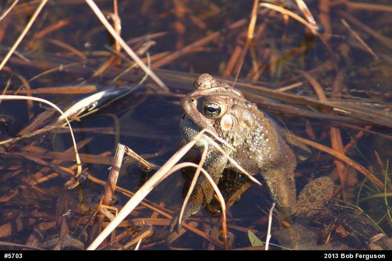 Eastern American Toad