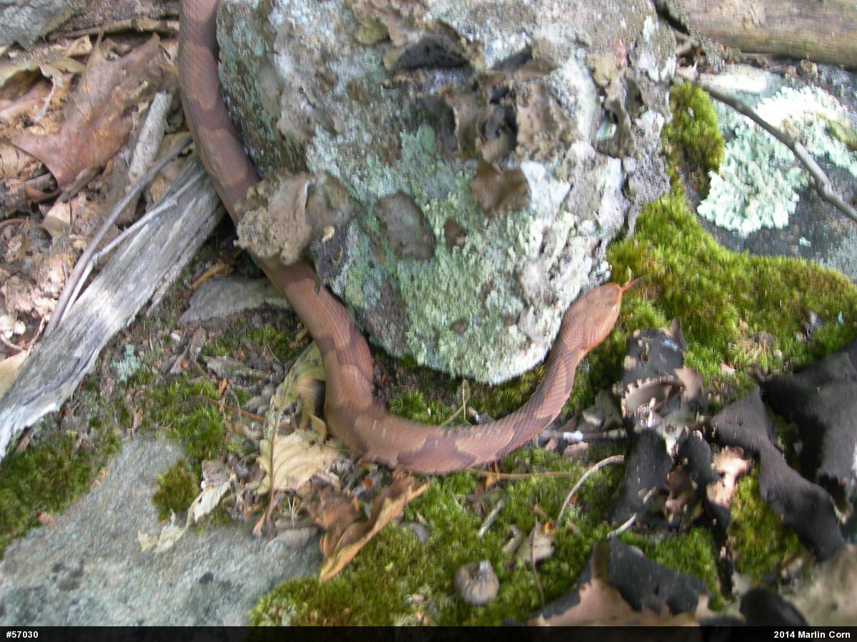 Northern Copperhead