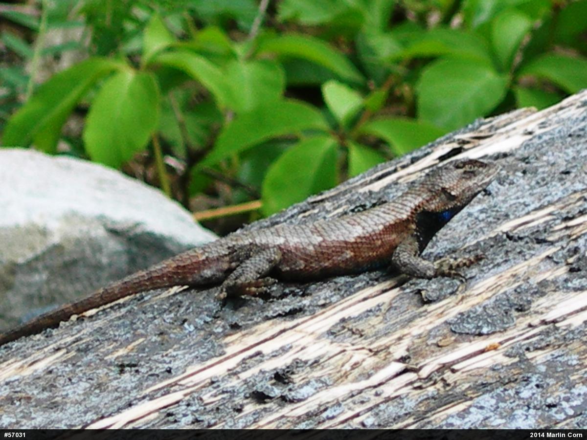 Eastern Fence Lizard