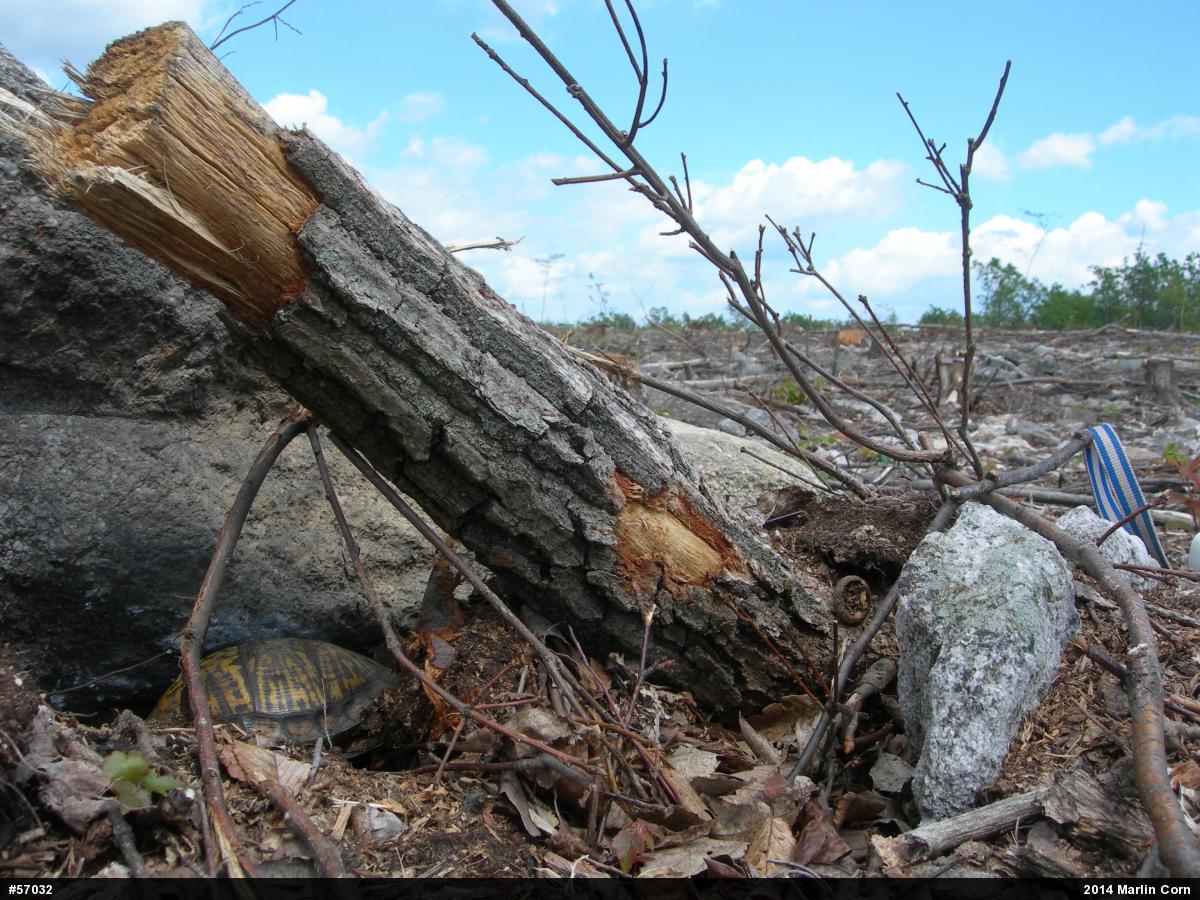 Eastern Box Turtle