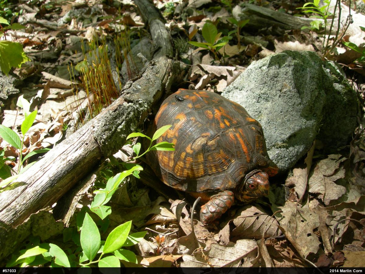 Eastern Box Turtle