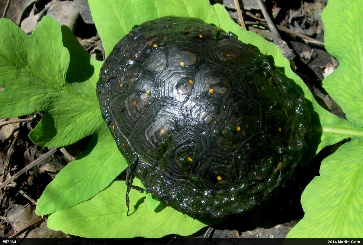 Spotted Turtle