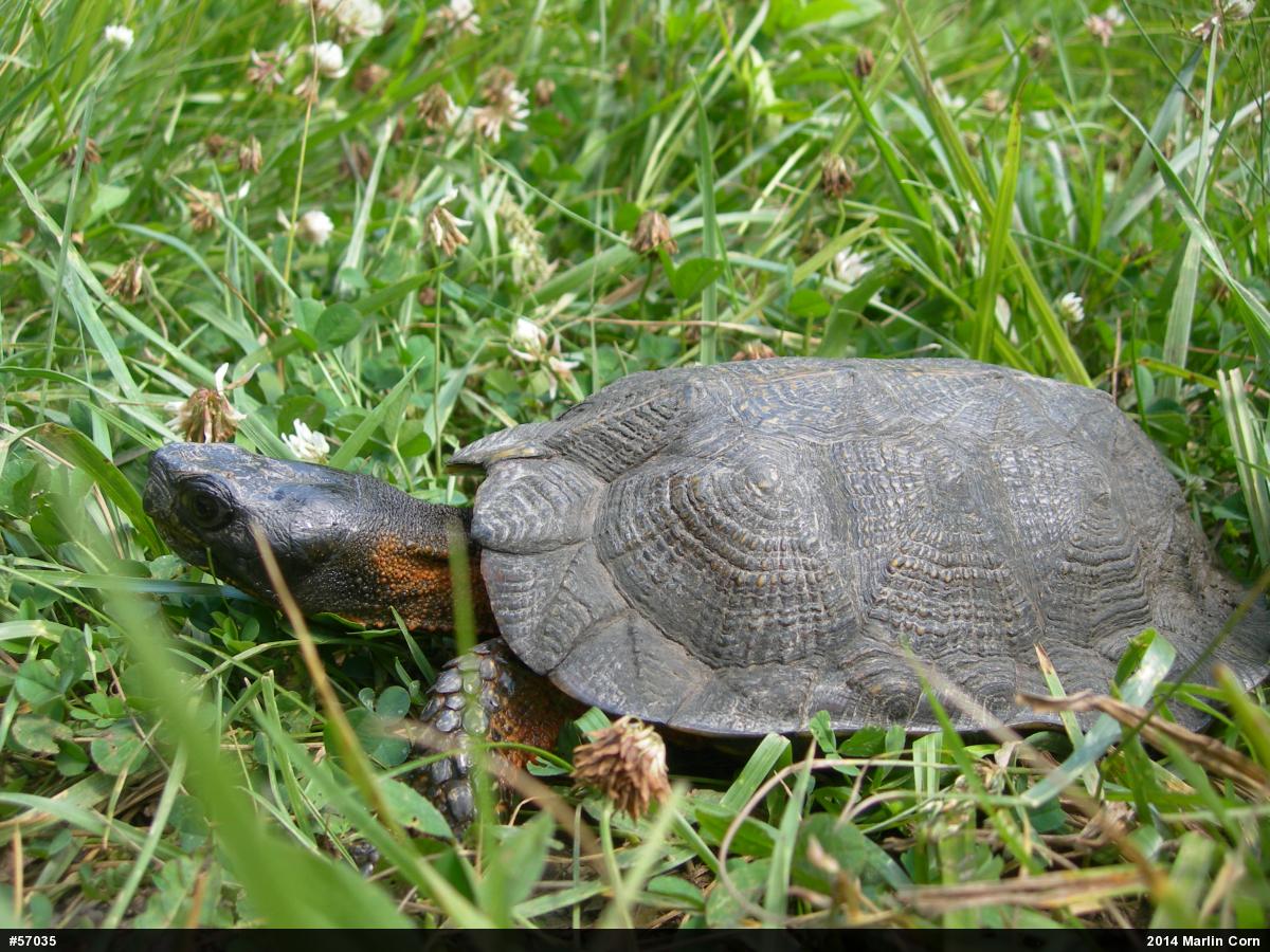 Wood Turtle