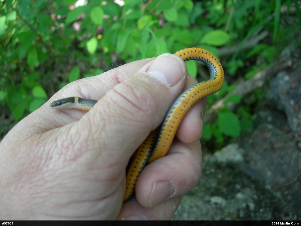 Northern Ring-necked Snake