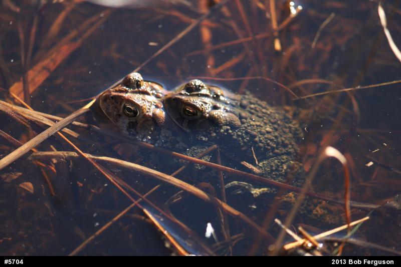 Eastern American Toad