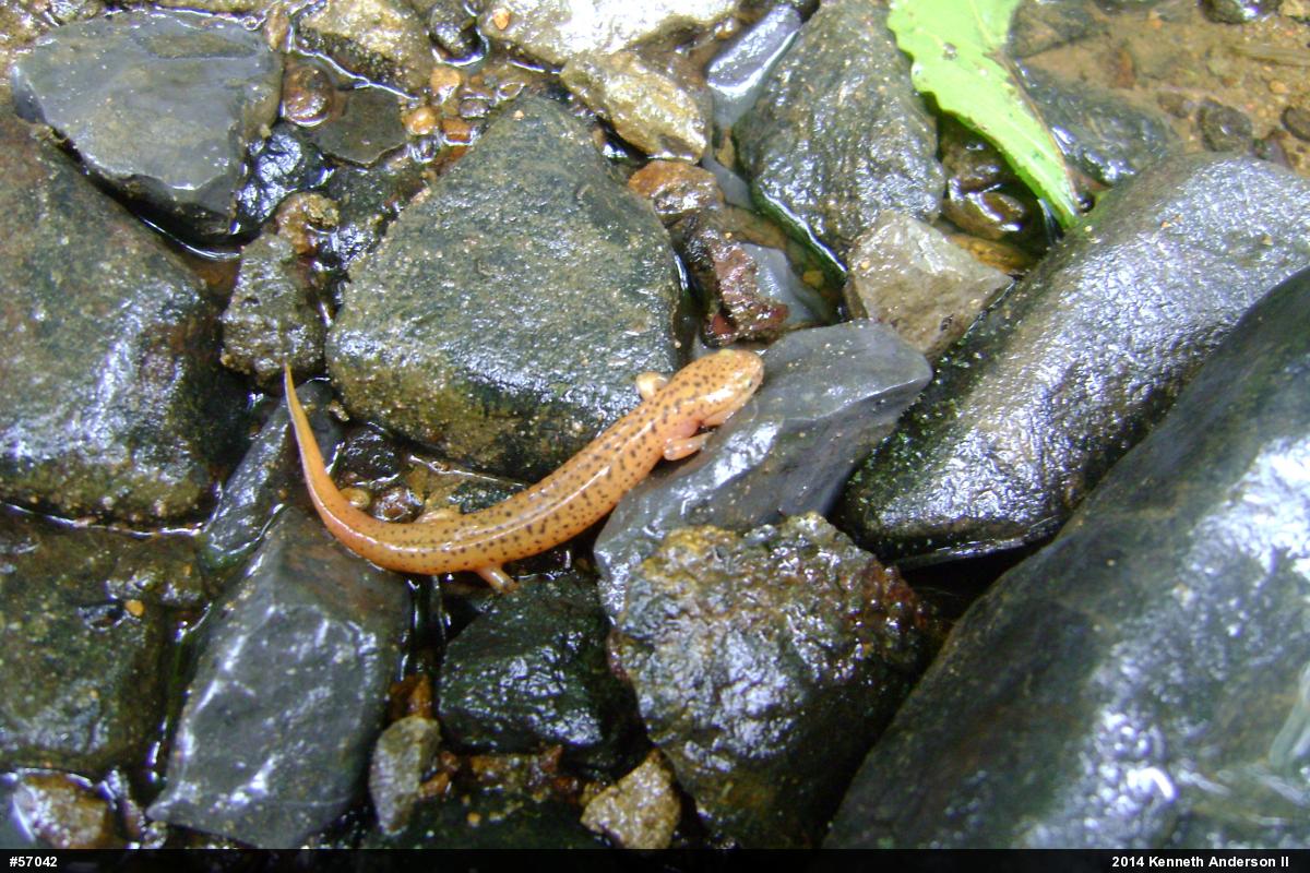 Northern Red Salamander
