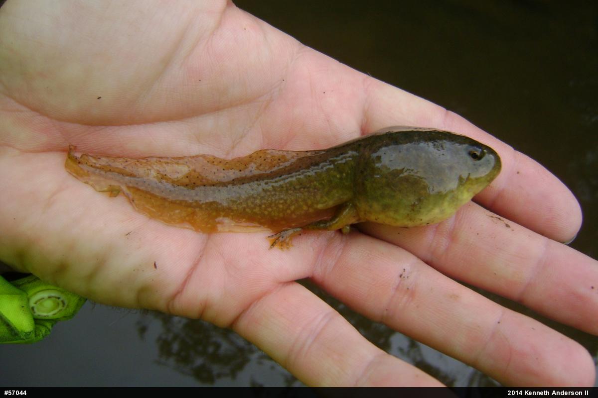 American Bullfrog