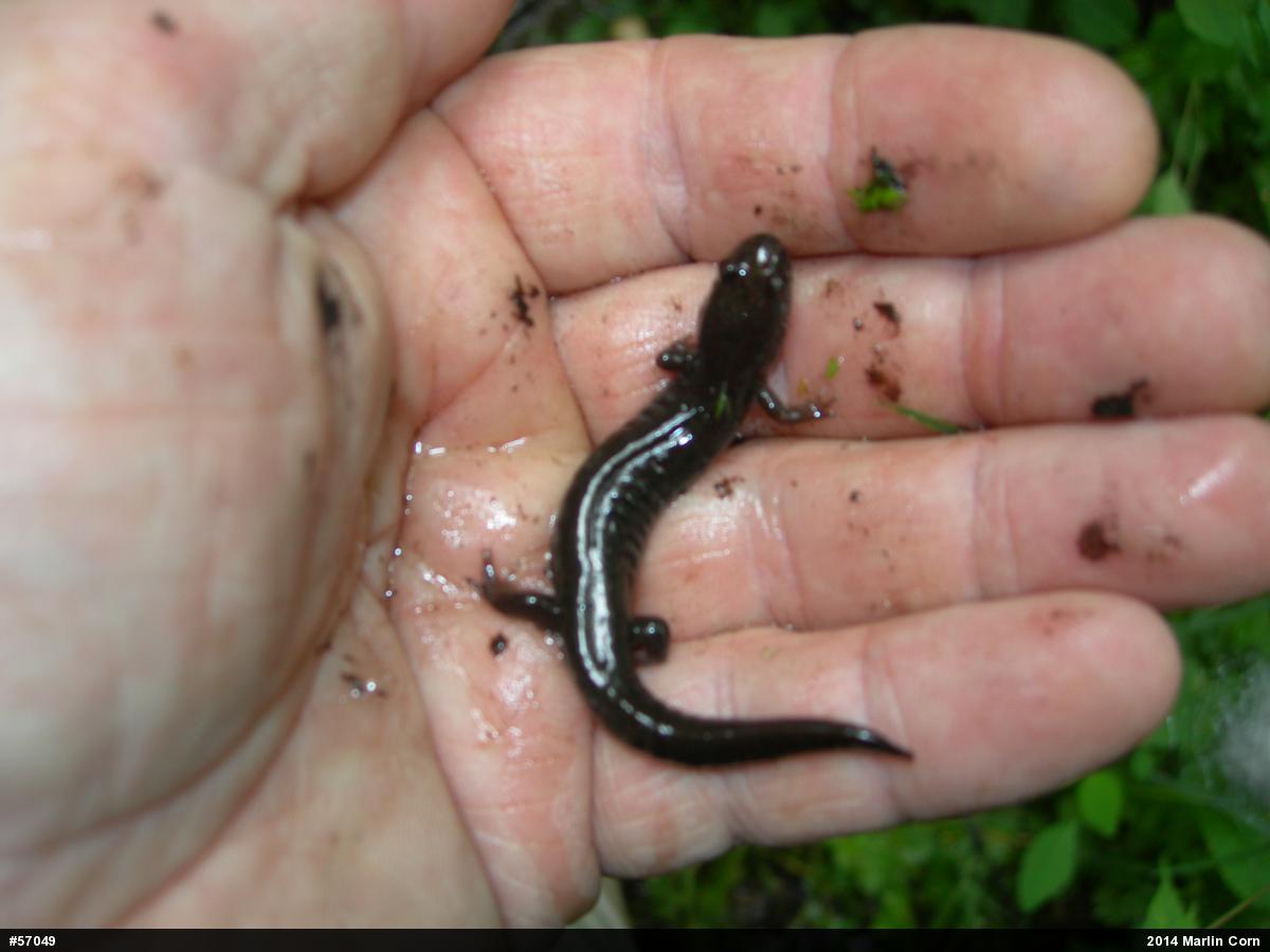 Northern Dusky Salamander