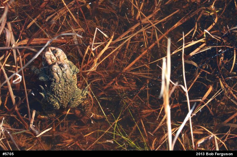 Eastern American Toad