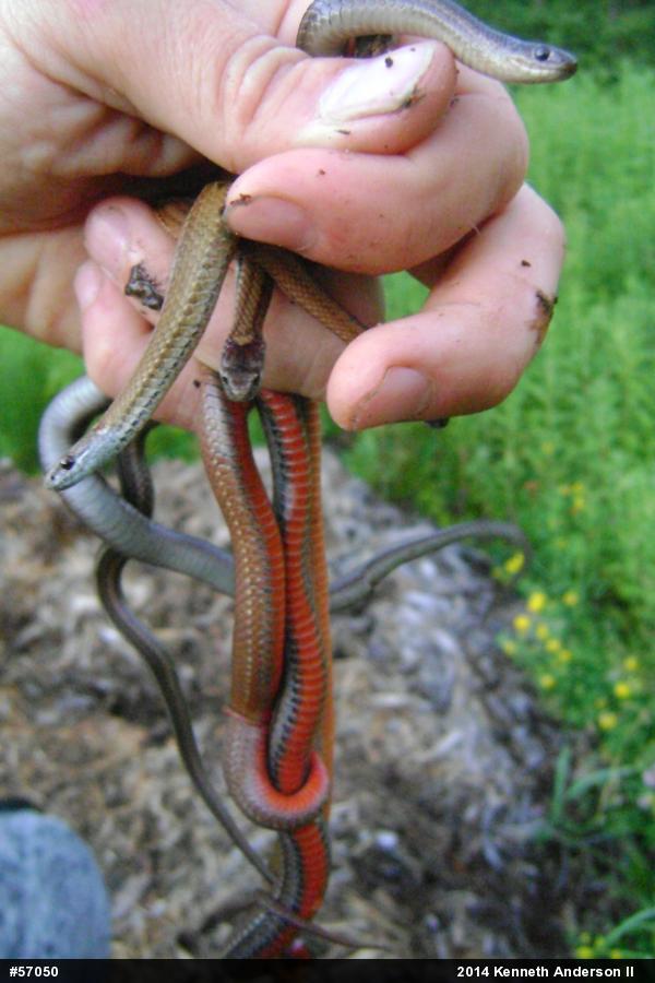 Red-bellied Snake