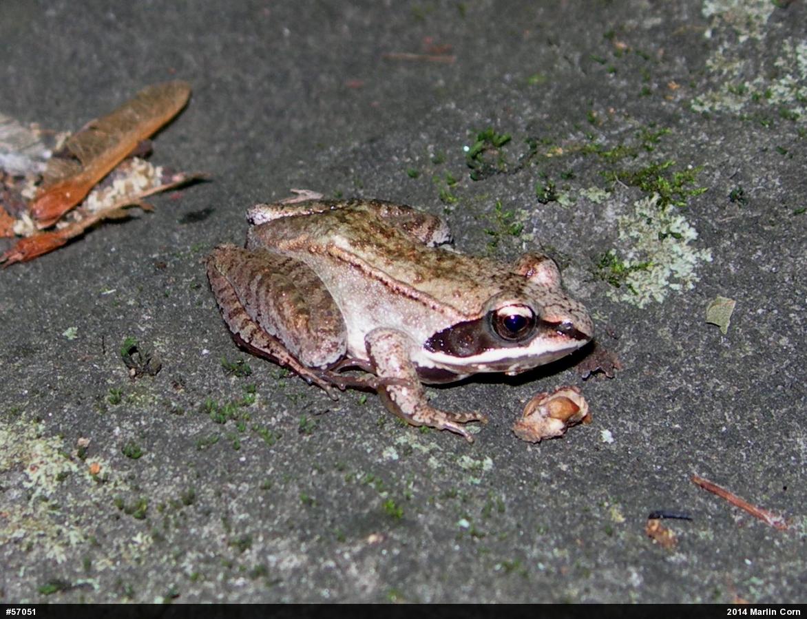 Wood Frog