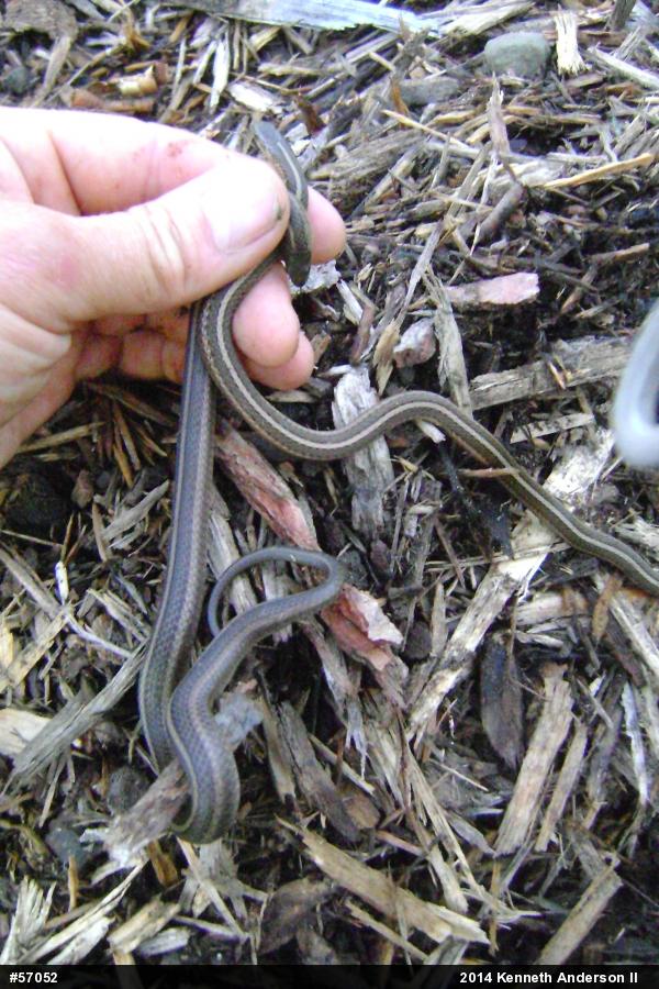 Shorthead Gartersnake