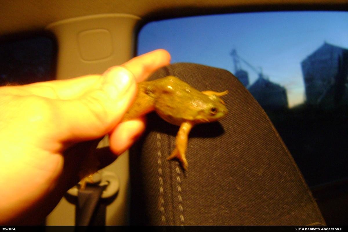 American Bullfrog