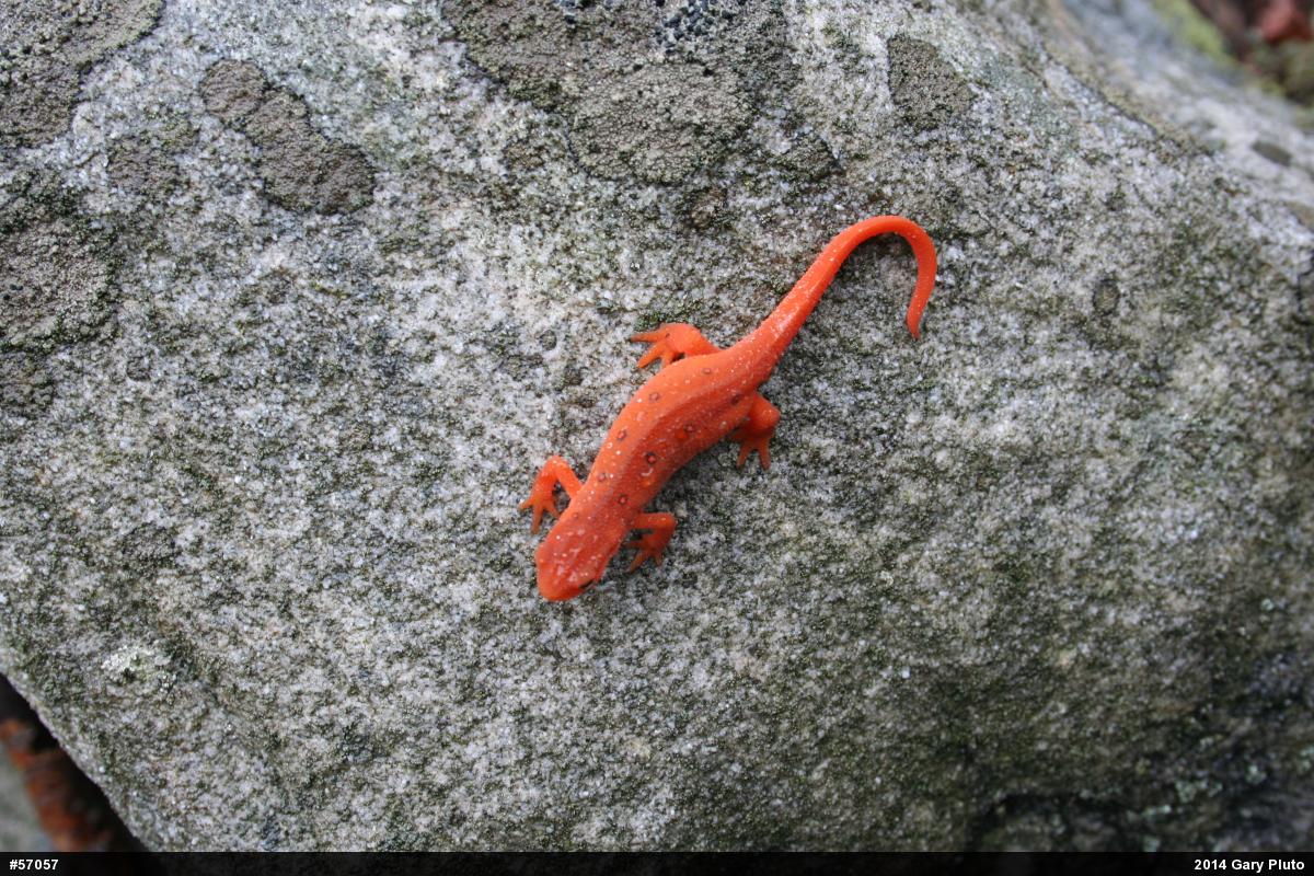 Red-spotted Newt