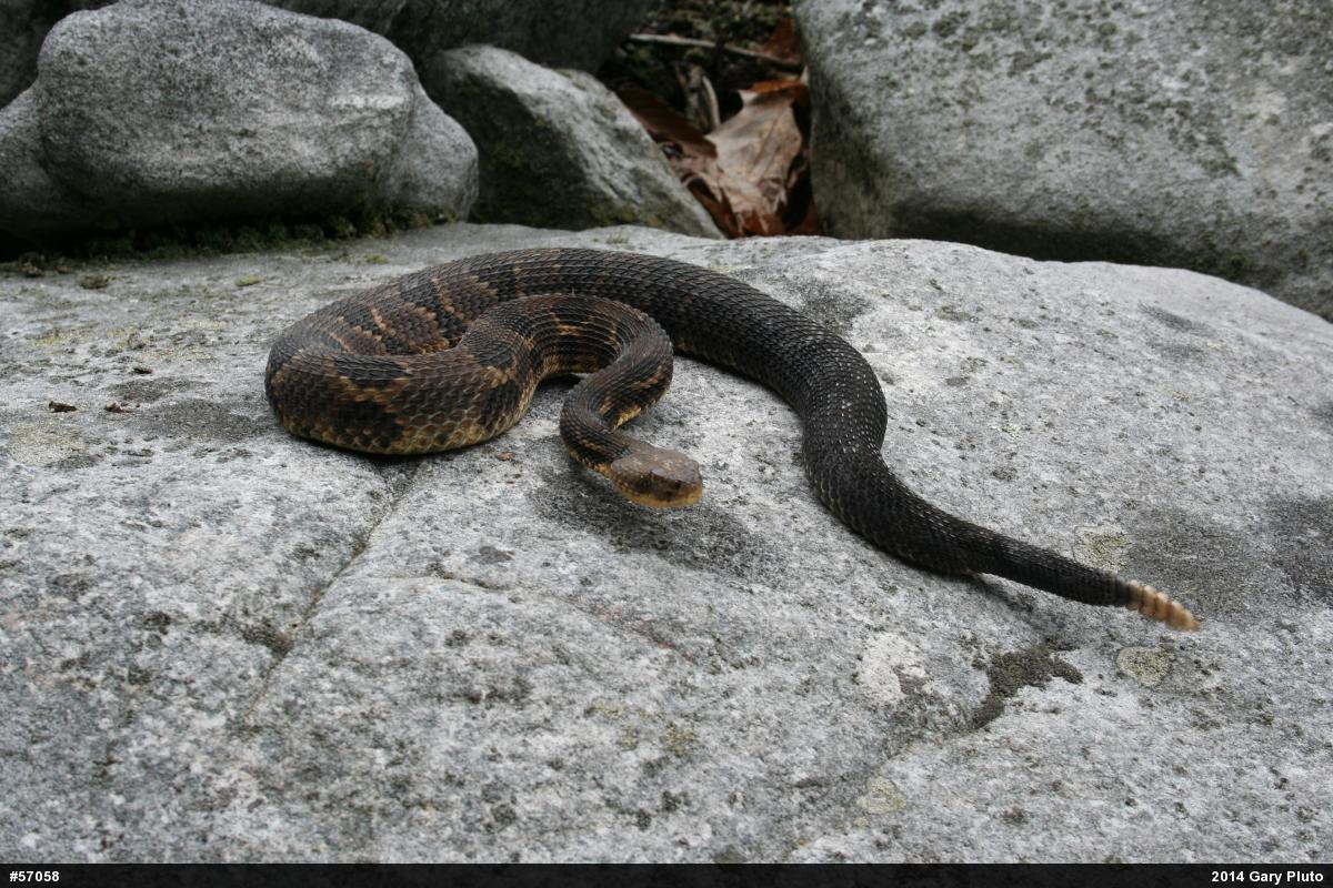 Timber Rattlesnake