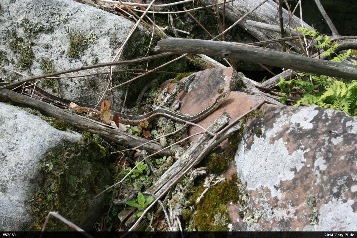 Eastern Gartersnake