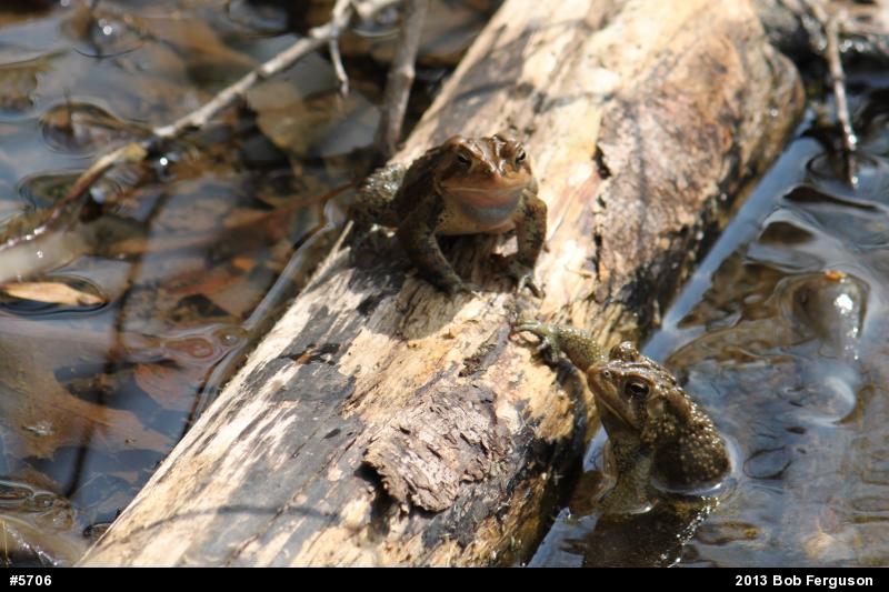 Eastern American Toad
