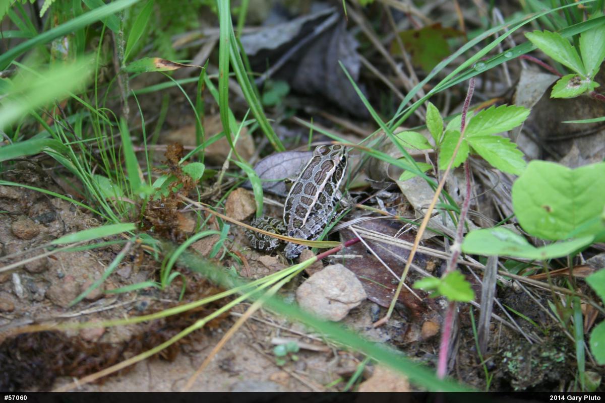 Pickerel Frog