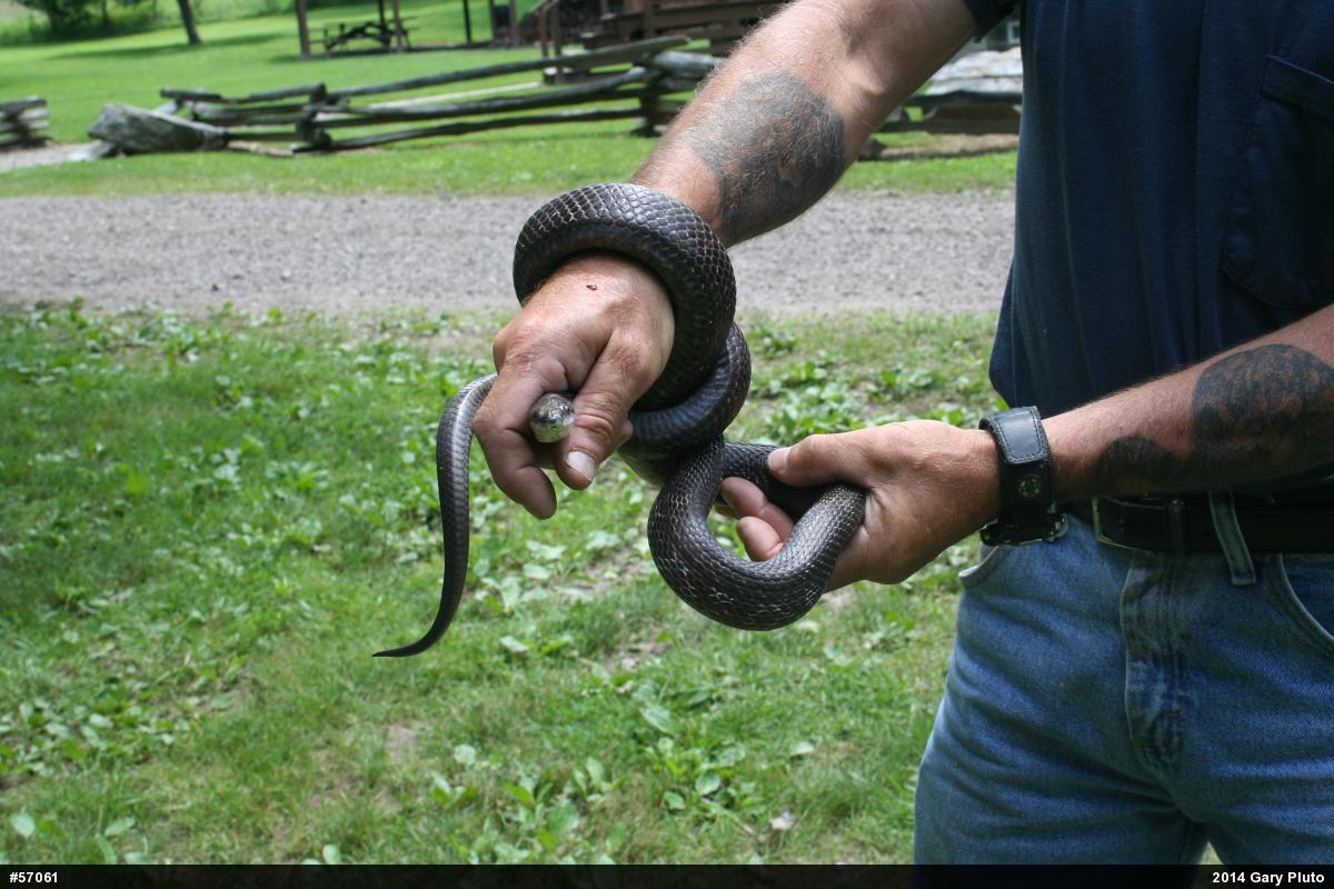 Eastern Ratsnake
