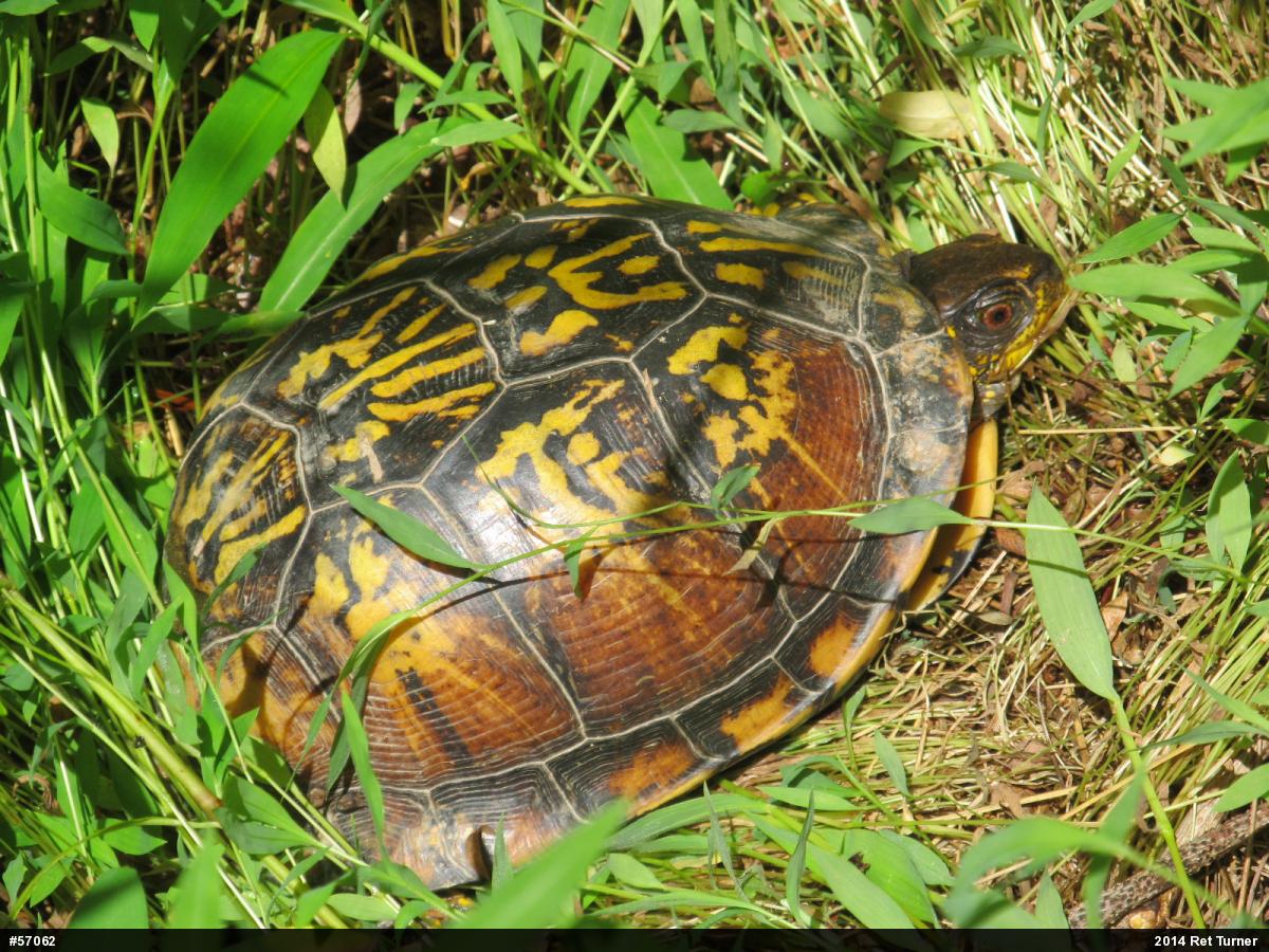 Eastern Box Turtle